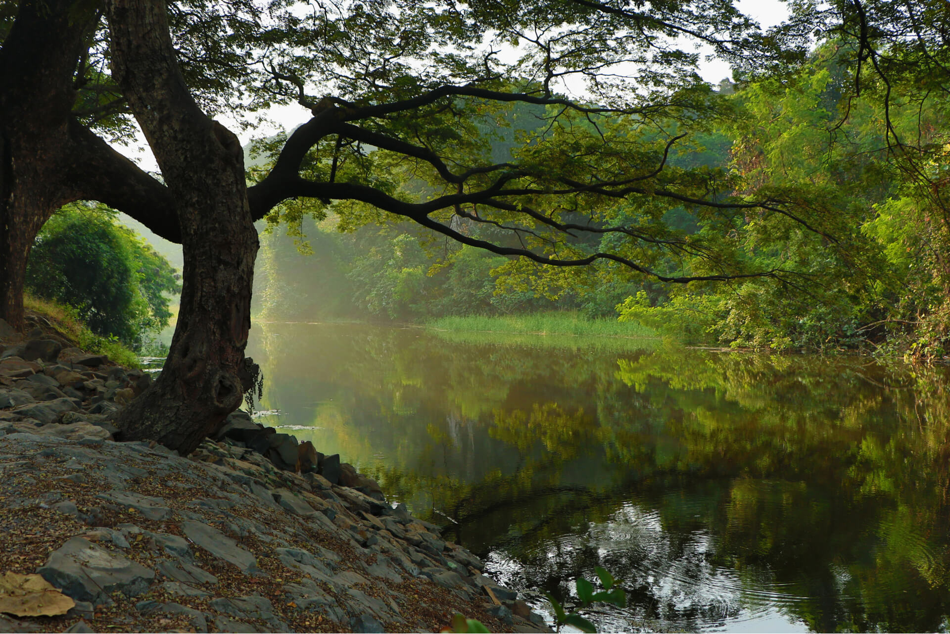 forest-river